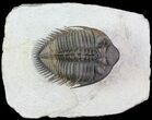 Tower Eyed Erbenochile Trilobite - Top Quality #69569-1